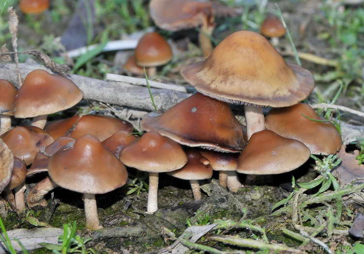 Galerina? (cfr. Hypholoma ericaeum)